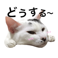 うちの猫シリーズ(くうちゃん)