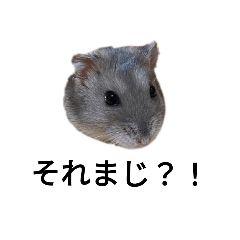 俺のハムちゃん