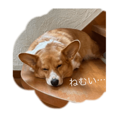 いっぬ こーぎー