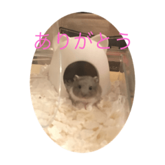 ハムスターツナ2