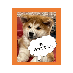 秋田犬容堂：山岡家