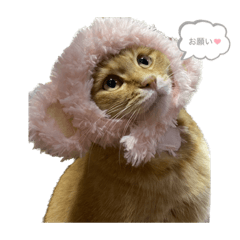 キーと茶々のスタンプ