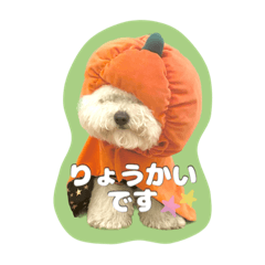 ティモと過ごす日常pt2