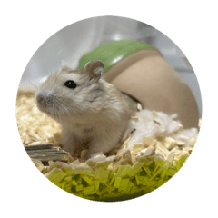 おまめとおもち