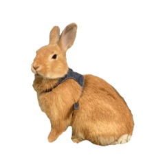 後藤家のあにまるず