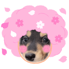 こんにちはもかです！