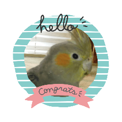 ピーちゃんの暮らし