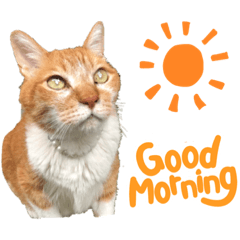 ゴンゴンちゃとらん日和