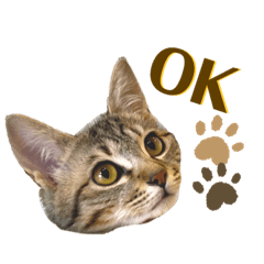 かまってにゃんこ！なごの日常