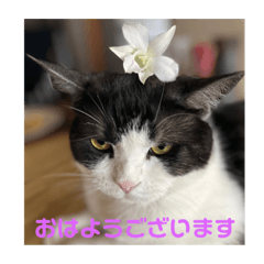 ニャンズの毎日1