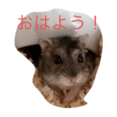 ハムスターの【さすけ】くん