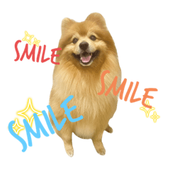 でかぽめまめたんのスタンプ