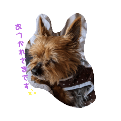 テリアのpipiちゃん