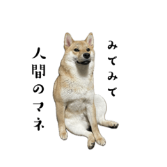 人間みたいな柴犬むーちゃん①