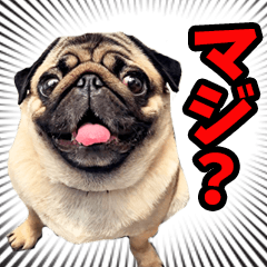 リアル☆わんこ