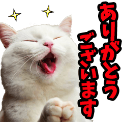 リアル☆にゃんこ（敬語）