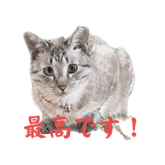 保護猫もちスタンプ2