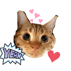 猫のマハロくん〜2