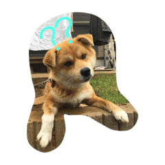 私の愛犬。空と嵐