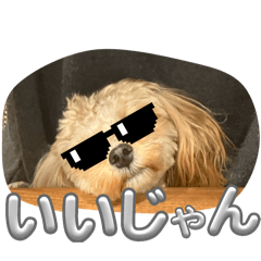 まるぷーのラッテちゃん2