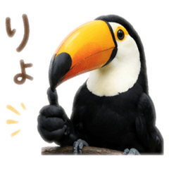 リアルなオオハシ