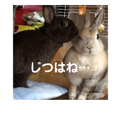 うさぎのち晴れ♪
時々⭐ちんちら