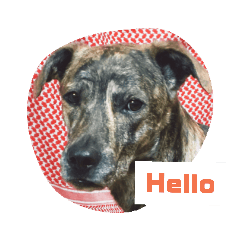 うちの犬と猫たち