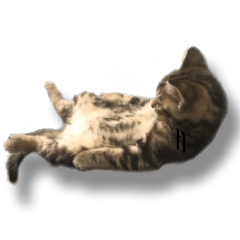 子猫のえるさん