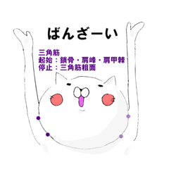 【医療系学生】筋学上肢手指〜起始停止編〜