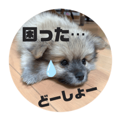 我が家のハーフ犬ポメチ②