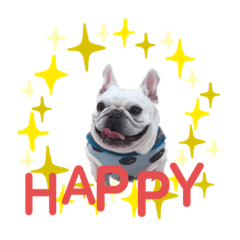 フレンチブルドッグ ムク 敬語