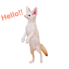 表情豊かなフェネックギツネ マロン