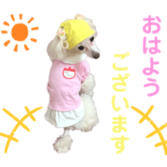 くるみちゃんのつぶやき