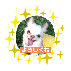 オセロなチワワ