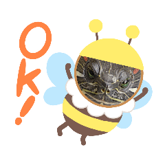 ミドリガメのノコくん Green turtle "Noko"