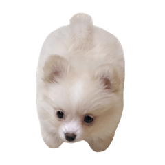 ポメチワおもちのスタンプ