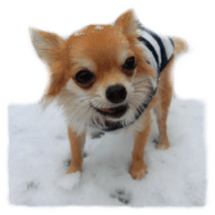 セレサのスタンプ 5