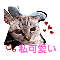 ヴィーさとひーさ①