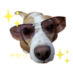 ハッピービーグル