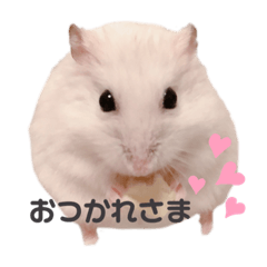 ハムちゃんズ！！！