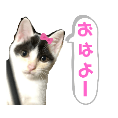 ルルの日常(時々セブン)