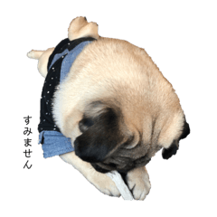 パグの颯太〜日常会話〜