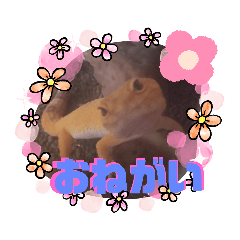 レオパのおもしろ可愛いスタンプ★