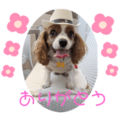 キャバリアおひめ