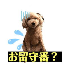 我が家の忠犬、大和