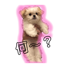 寂しがり屋ももちゃん3