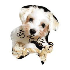 我が家のマルチーズちゃん