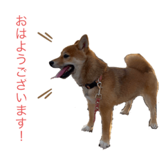 豆柴の日常単語笑