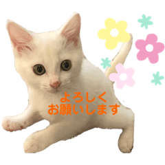 猫のシェリー♡