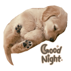 おもしろ可愛いゴールデンレトリバー